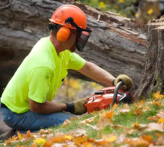 tree services Lodge Grass